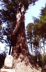 06061_tree.jpg