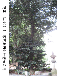 01043_tree.jpg