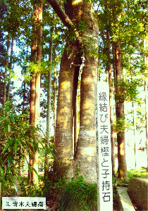 夫婦樫